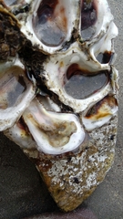 Crassostrea columbiensis