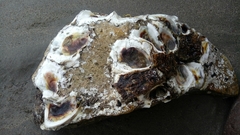 Crassostrea columbiensis