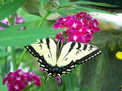 Papilio glaucus
