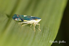 Diedrocephala variegata