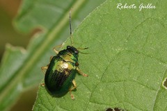 Colaspis laeta