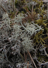 Cladonia arbuscula mitis