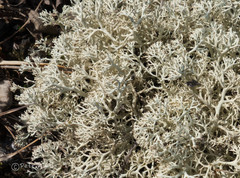 Cladonia arbuscula mitis