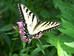 Papilio glaucus