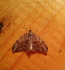 Trichopteryx polycommata