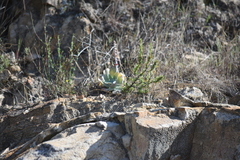 Dudleya arizonica