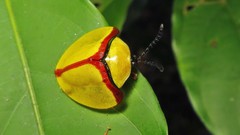 Paraselenis normalis