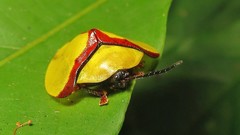 Paraselenis normalis