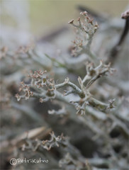 Cladonia crispata crispata