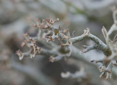 Cladonia crispata crispata