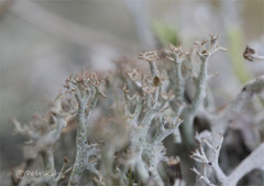 Cladonia crispata crispata