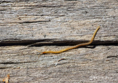 Geophilus proximus