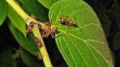 Dolichoderus attelaboides