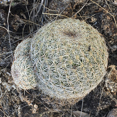 Coryphantha recurvata recurvata