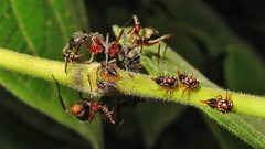 Dolichoderus attelaboides
