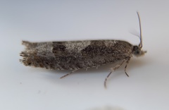 Pseudexentera spoliana