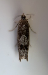 Pseudexentera spoliana