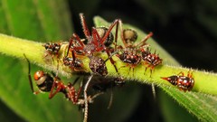 Dolichoderus attelaboides