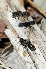 Protosmia rubifloris