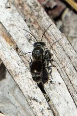 Protosmia rubifloris