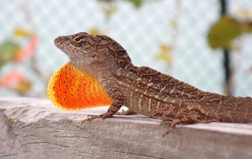 Brown Anole