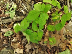 Toxicodendron radicans negundo