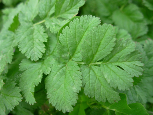 Erodium moschatum