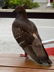 Columba livia domestica