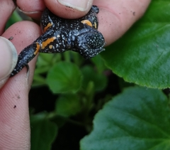 Elachistocleis pearsei