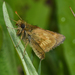 Mardon Skipper - Photo (c) Ken Kertell, some rights reserved (CC BY-NC)