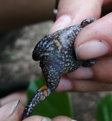 Elachistocleis pearsei