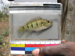 Hemichromis