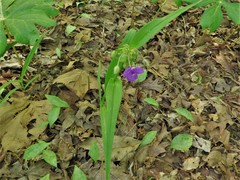 Tradescantia ernestiana