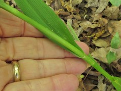 Tradescantia ernestiana