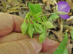 Tradescantia ernestiana
