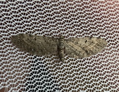 Eupithecia swettii