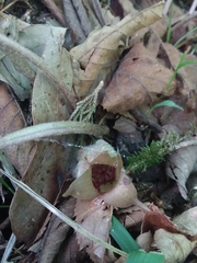 Asarum canadense reflexum