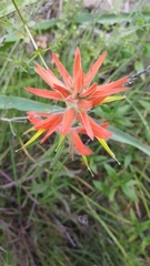 Castilleja subinclusa