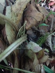 Asarum canadense reflexum