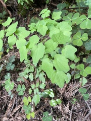 Vancouveria hexandra