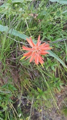 Castilleja subinclusa
