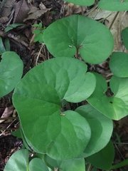 Asarum canadense reflexum
