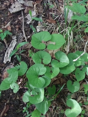 Asarum canadense reflexum