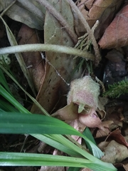 Asarum canadense reflexum