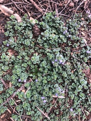 Glechoma hederacea