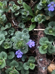 Glechoma hederacea