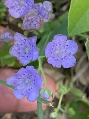 Phacelia hirsuta