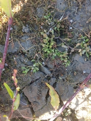 Centipeda aotearoana