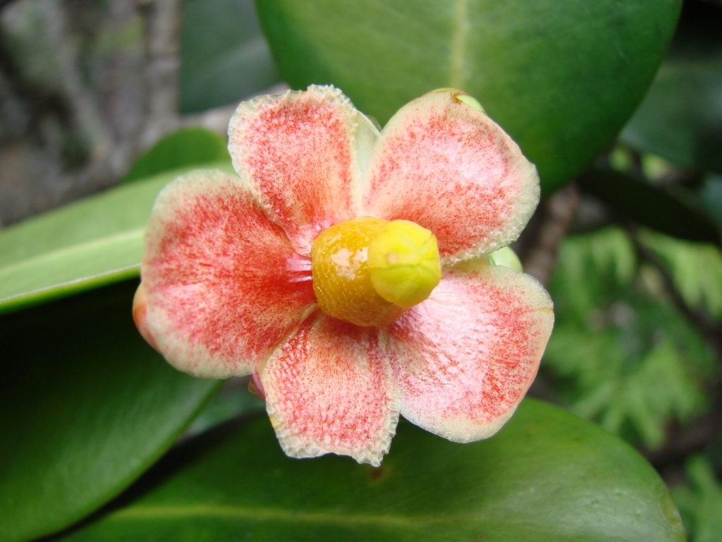 Clusia weddelliana