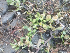 Centipeda aotearoana